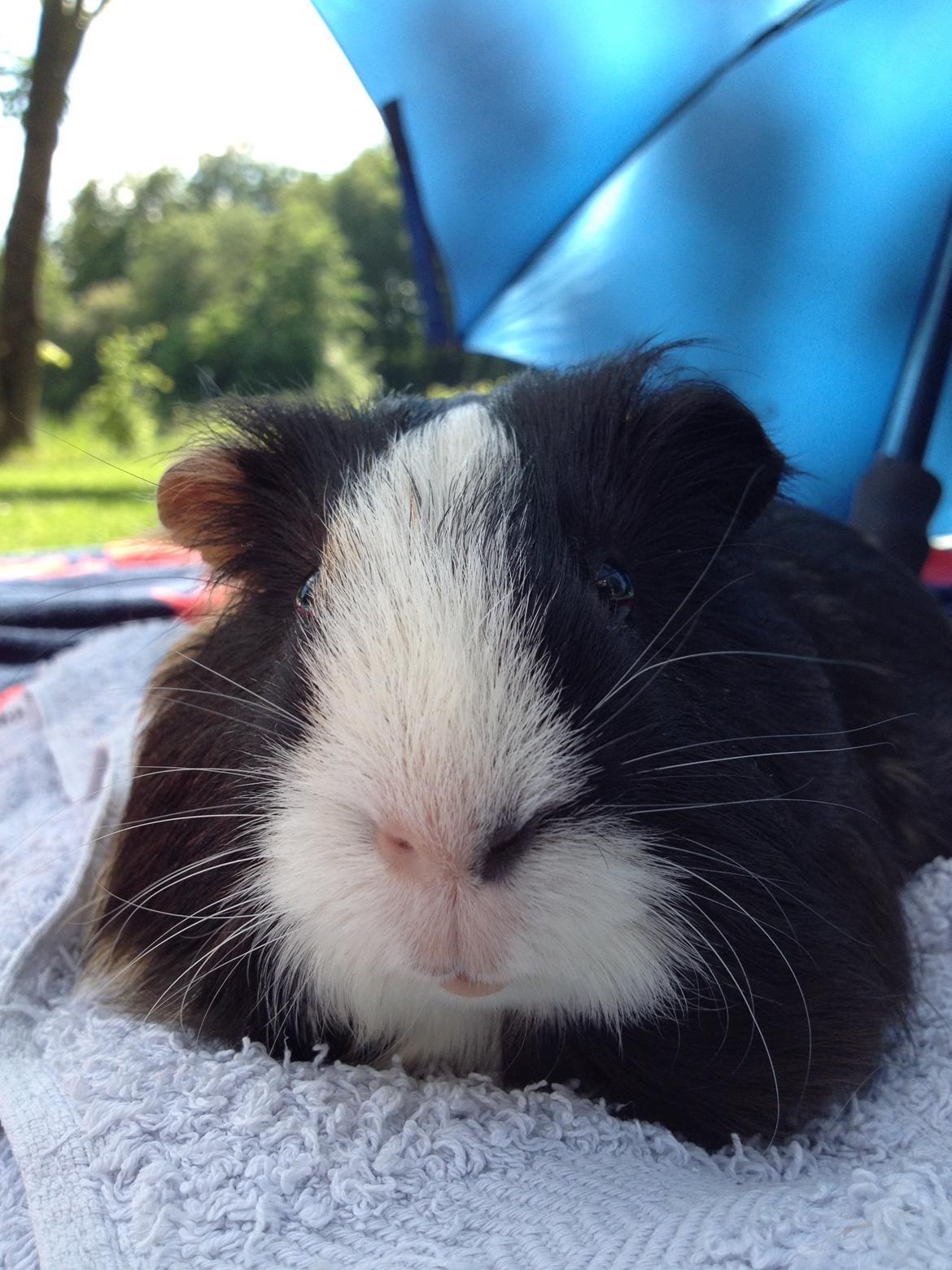 Marsvin Holger billede 1