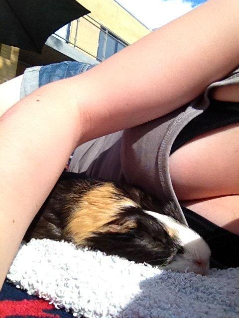 Marsvin Holger billede 17