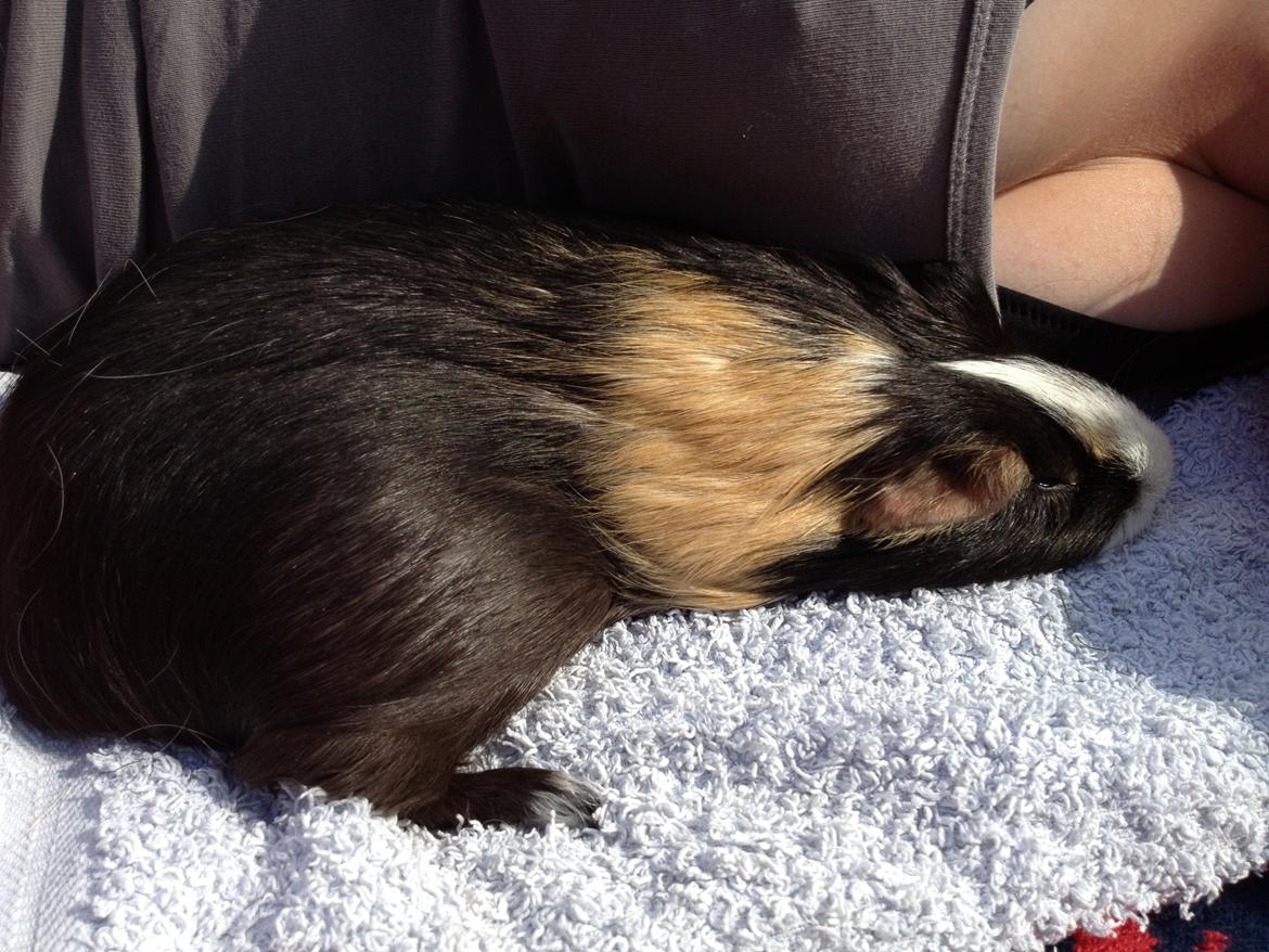 Marsvin Holger billede 18