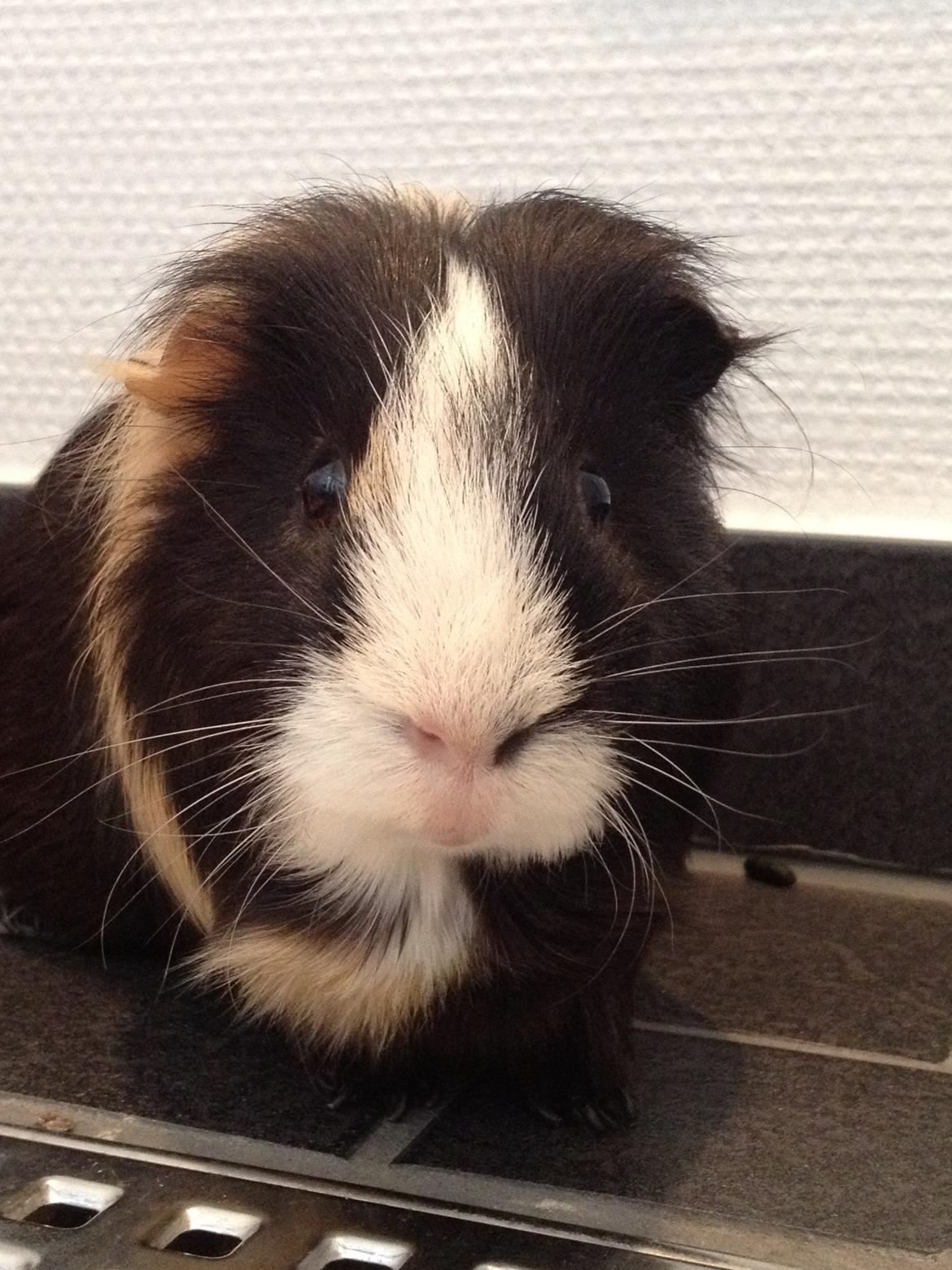 Marsvin Holger billede 2