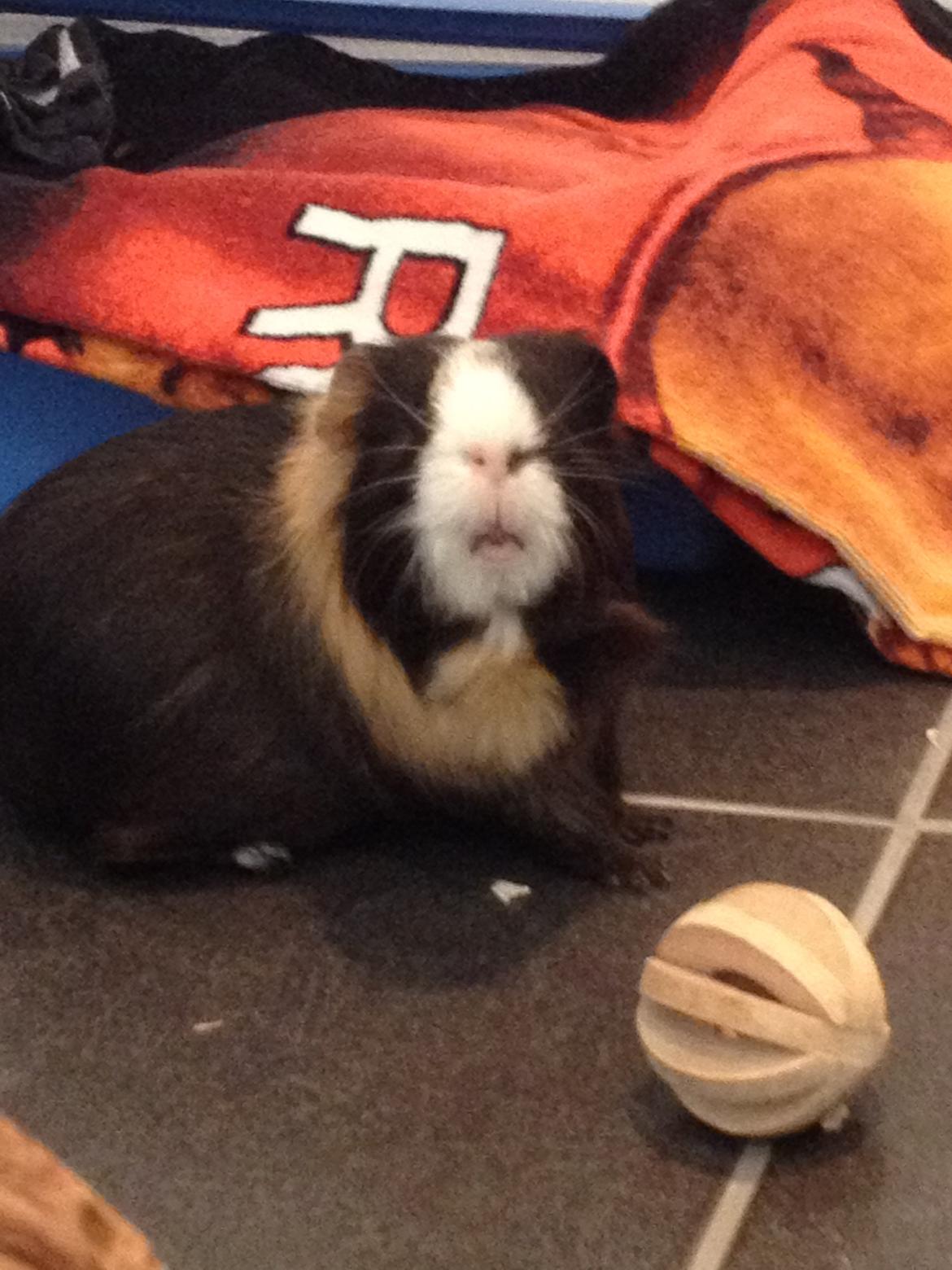 Marsvin Holger billede 19