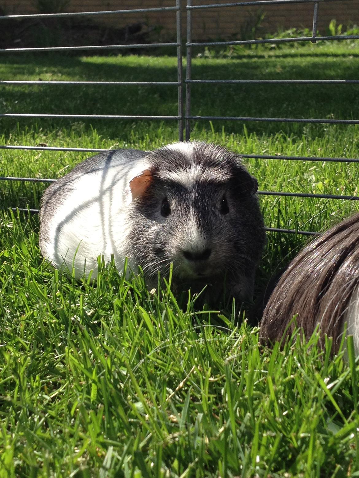 Marsvin Herdis billede 12