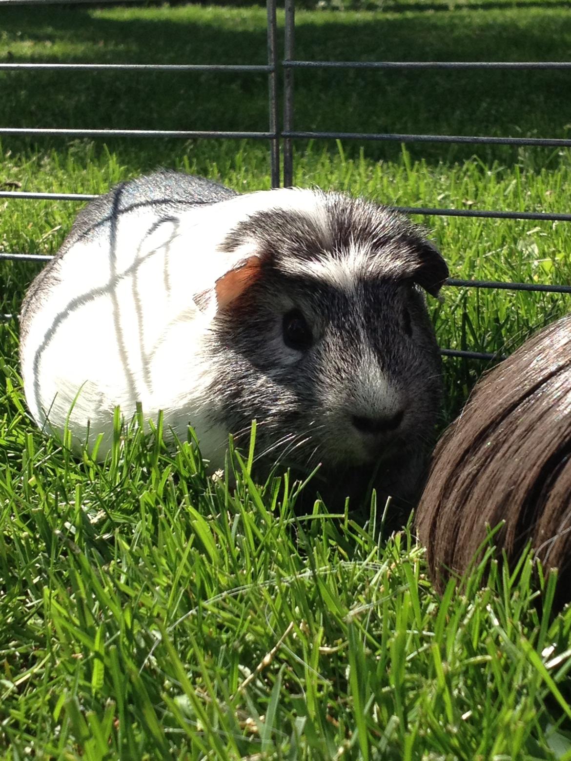 Marsvin Herdis billede 13