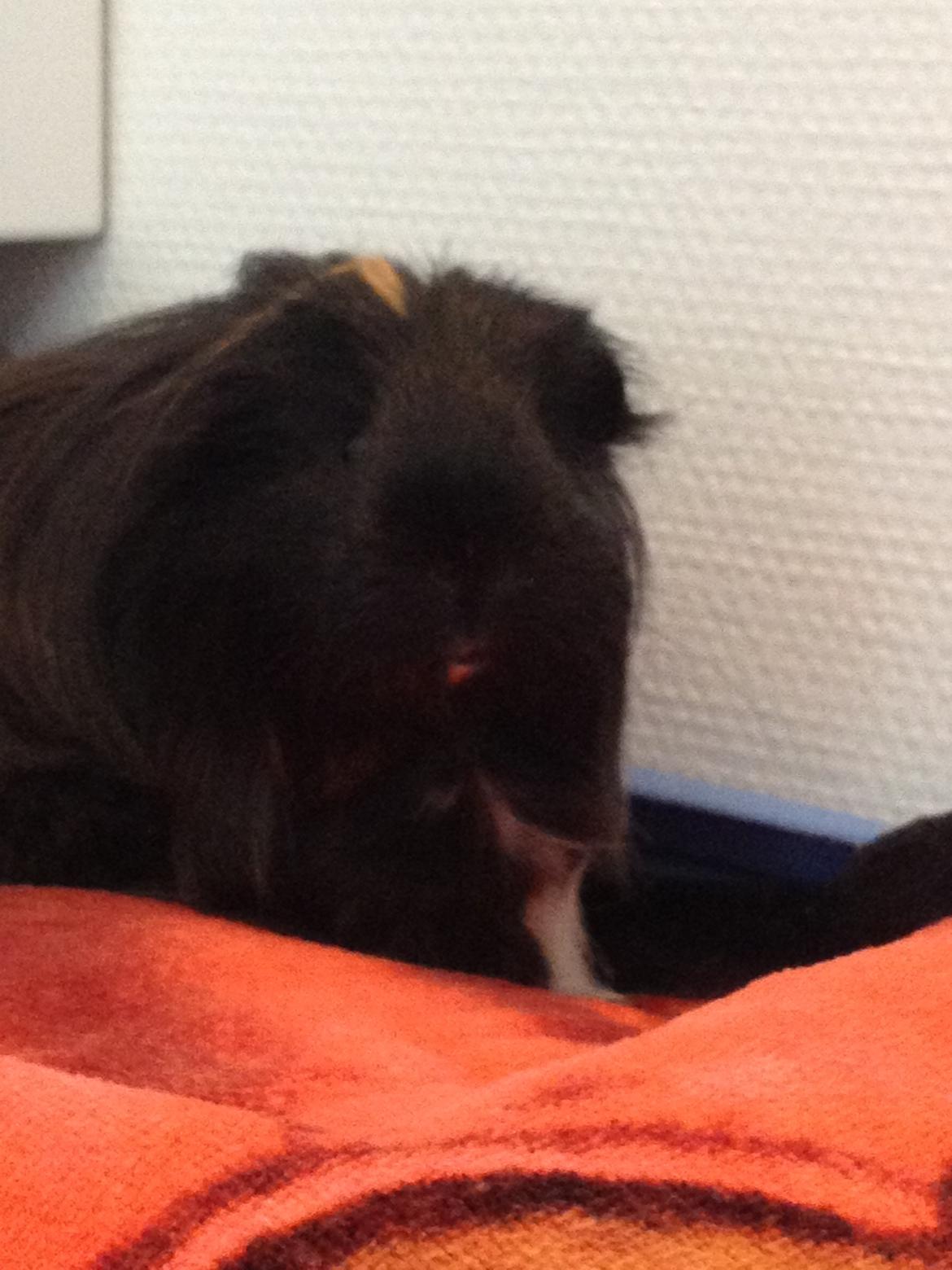 Marsvin Hedvig billede 17