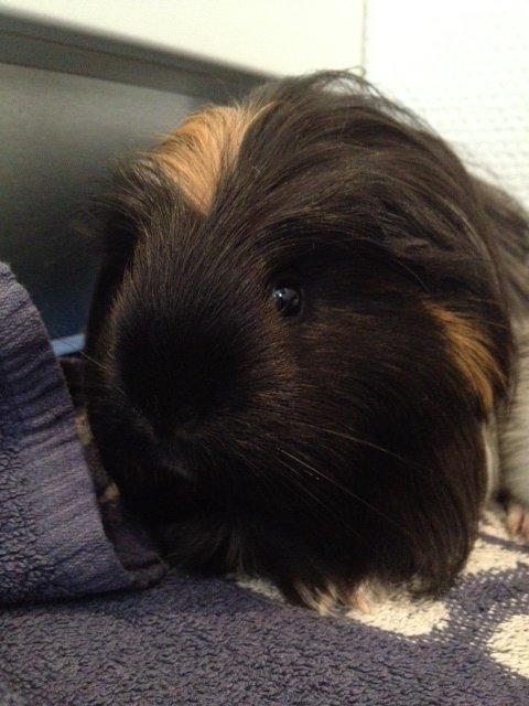 Marsvin Hedvig billede 18