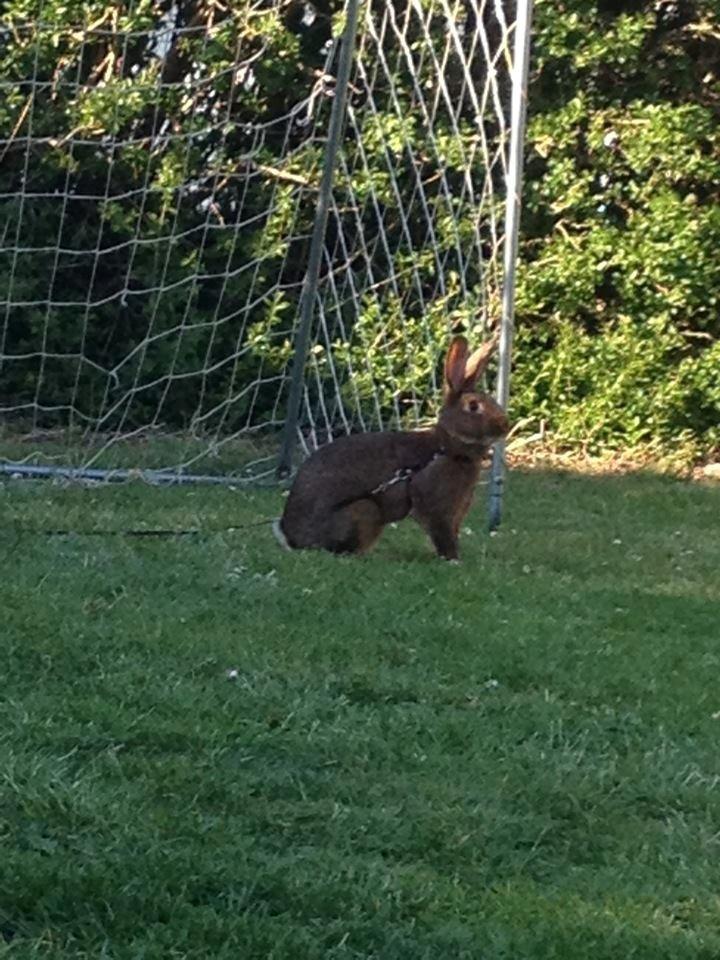 Kanin Winds Naboo billede 1