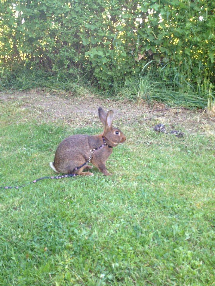 Kanin Winds Naboo billede 2