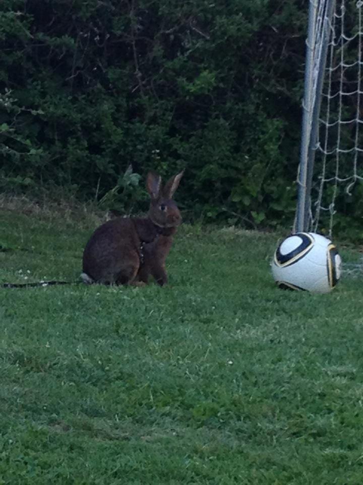 Kanin Winds Naboo billede 3