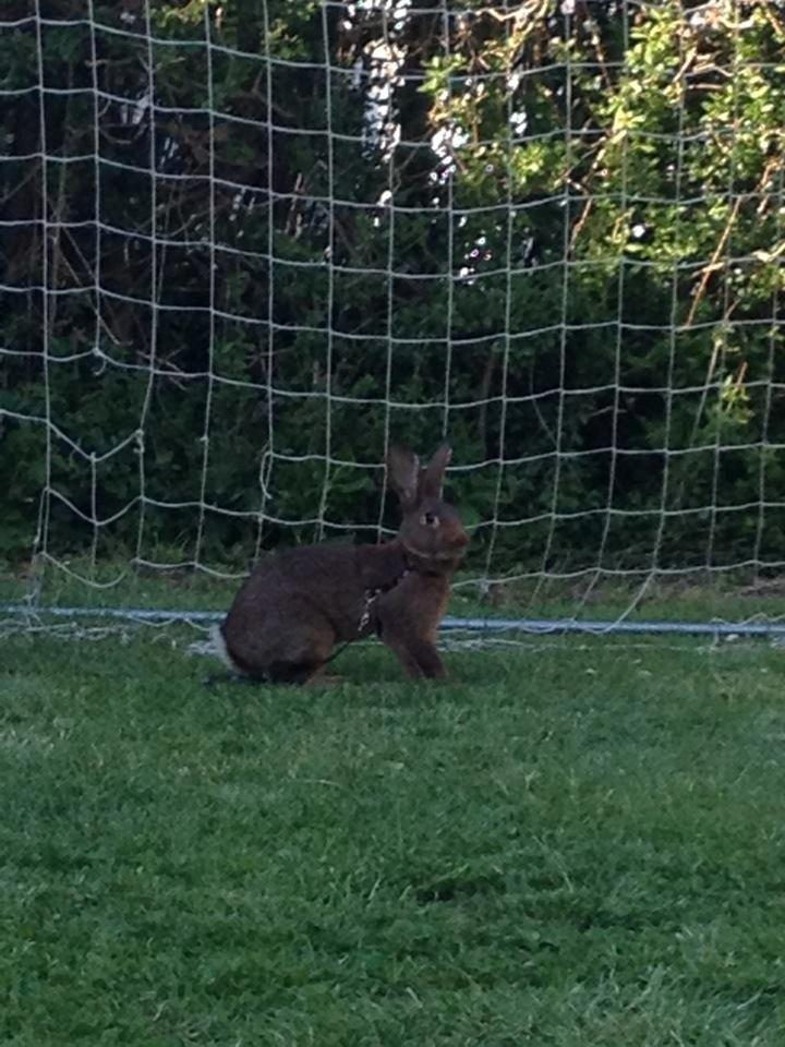 Kanin Winds Naboo billede 4