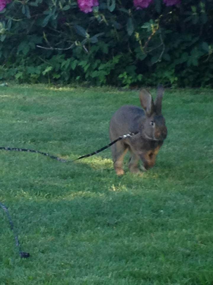 Kanin Winds Naboo billede 5