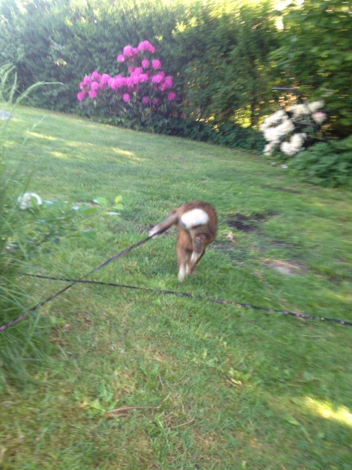 Kanin Winds Naboo billede 6