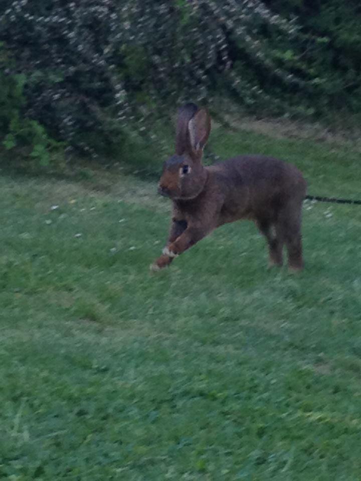 Kanin Winds Naboo billede 7