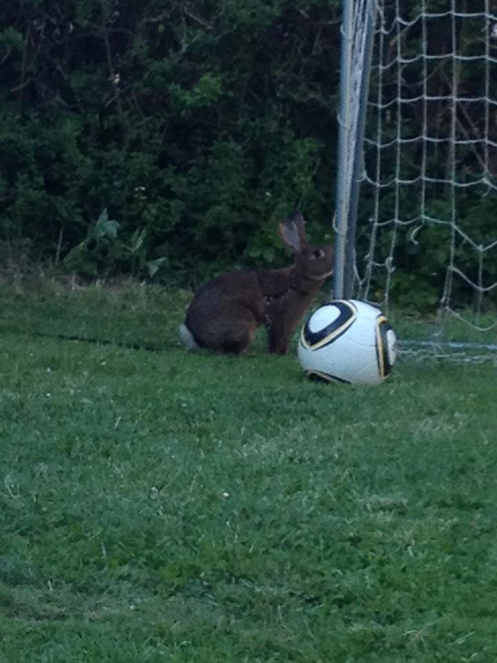 Kanin Winds Naboo billede 8