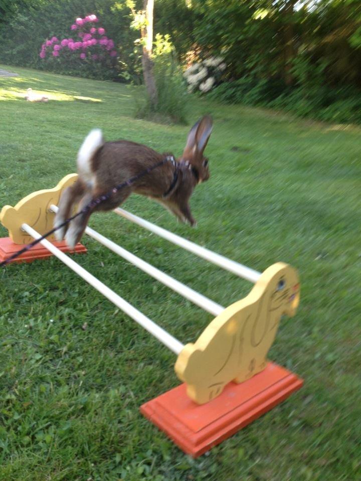 Kanin Winds Naboo billede 9