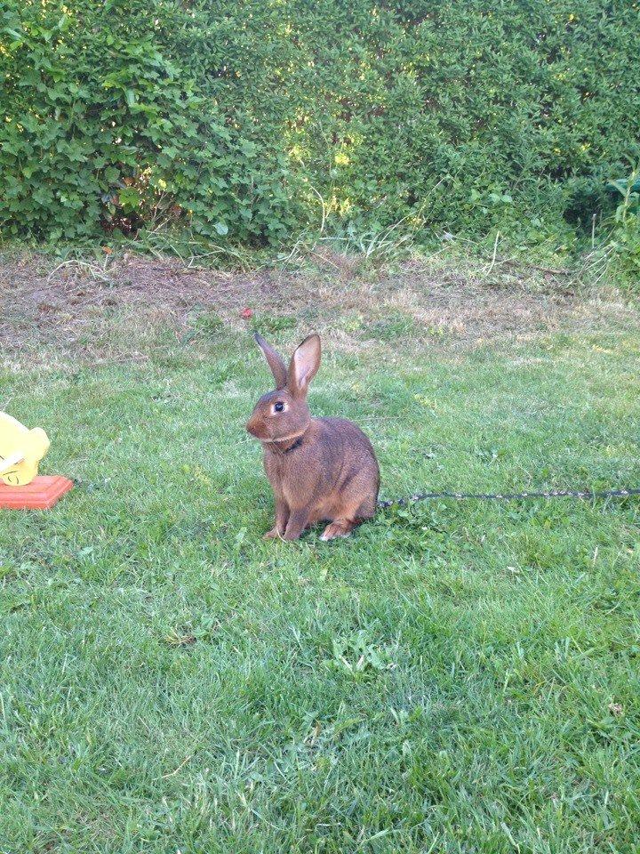 Kanin Winds Naboo billede 10