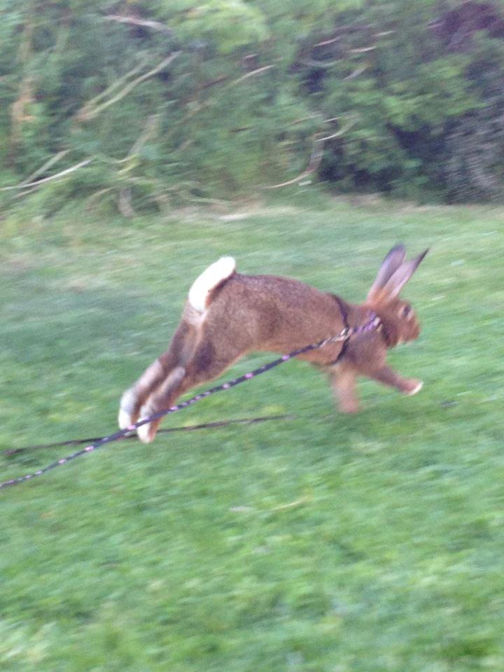 Kanin Winds Naboo billede 11