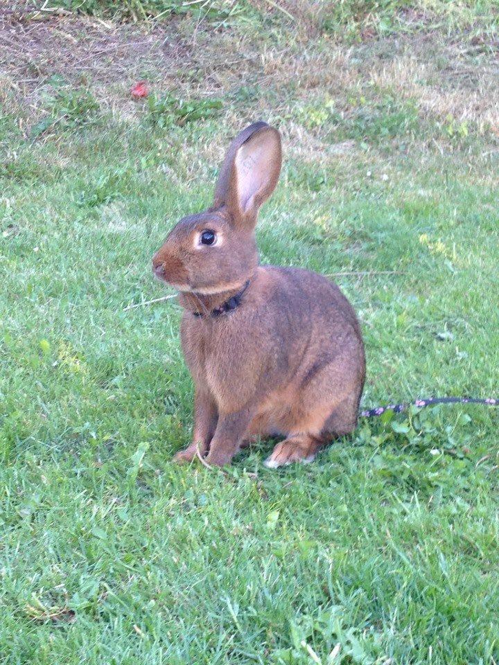 Kanin Winds Naboo billede 12