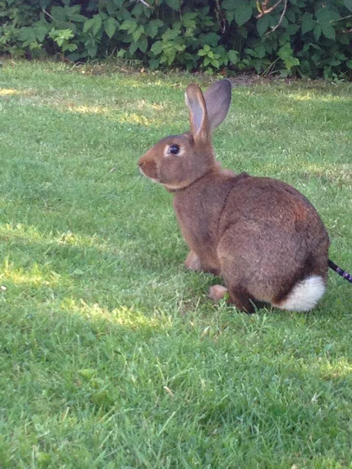 Kanin Winds Naboo billede 13