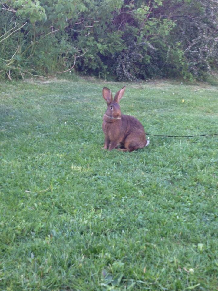 Kanin Winds Naboo billede 14