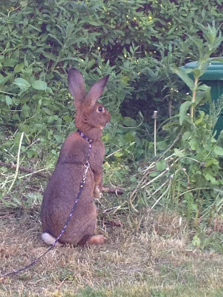 Kanin Winds Naboo billede 15