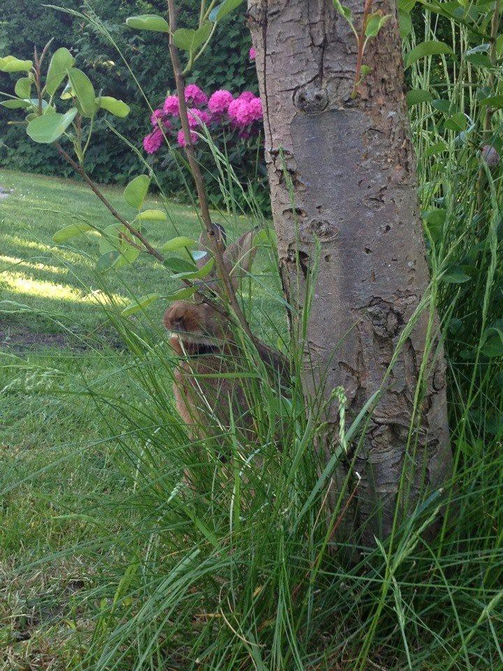 Kanin Winds Naboo billede 16