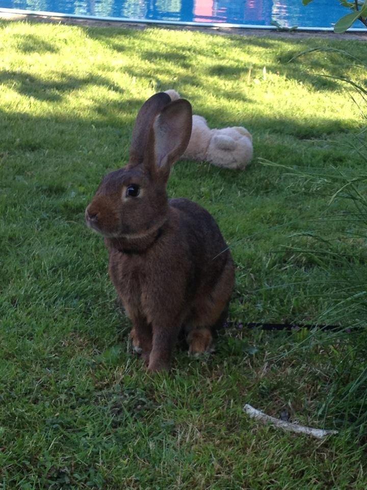 Kanin Winds Naboo billede 17