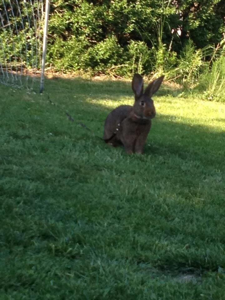 Kanin Winds Naboo billede 18