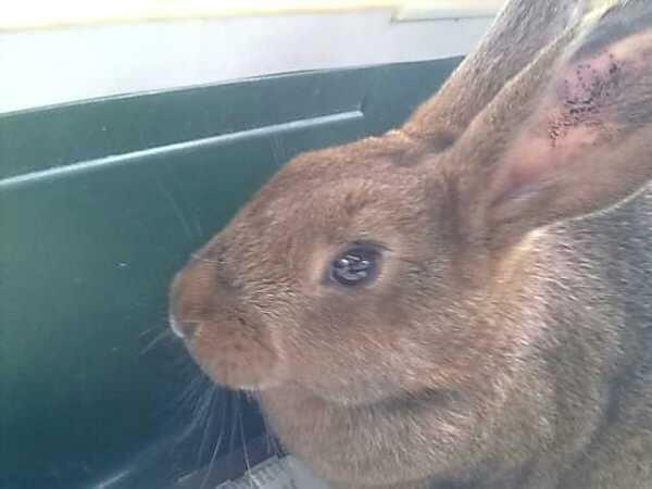 Kanin Winds Naboo billede 19