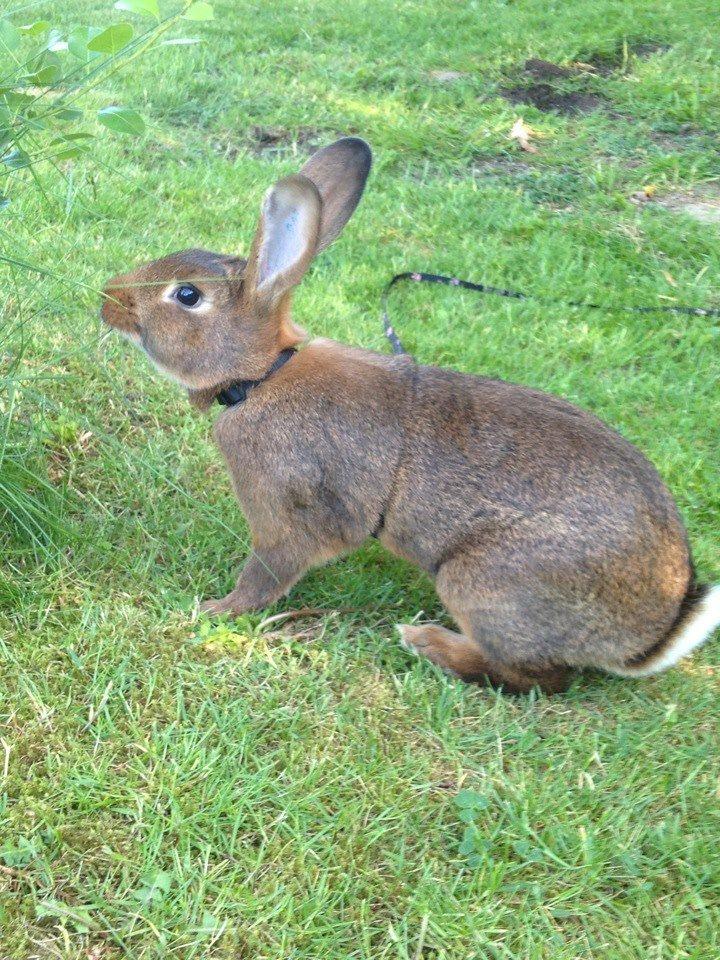 Kanin Winds Naboo billede 20