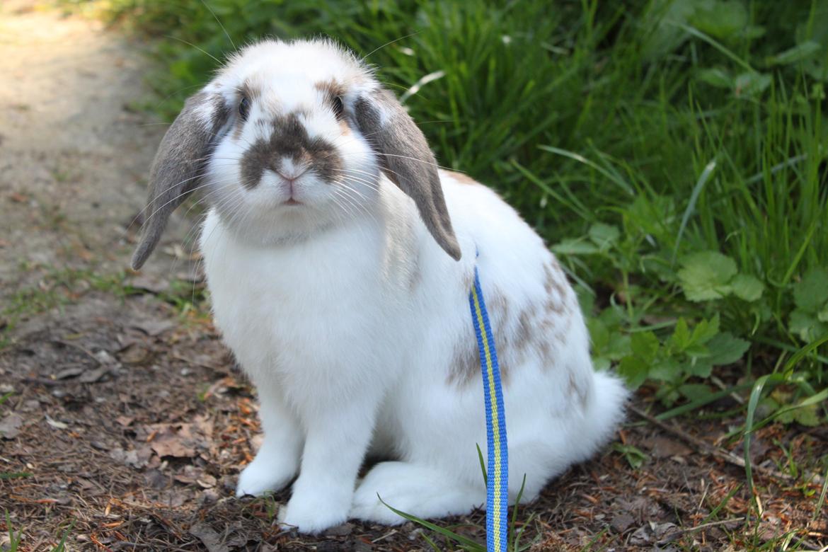 Kanin Winds Jar Jar Binks billede 4