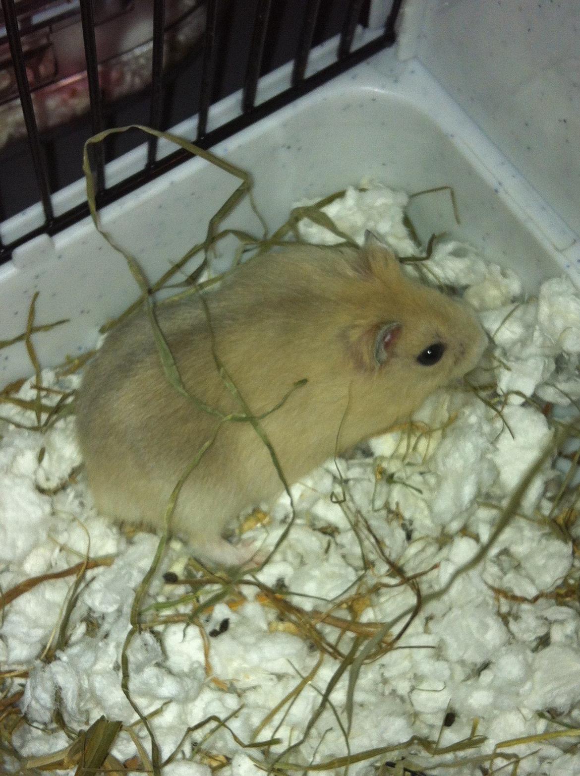 Dværghamster Michael 'Jackson' billede 9