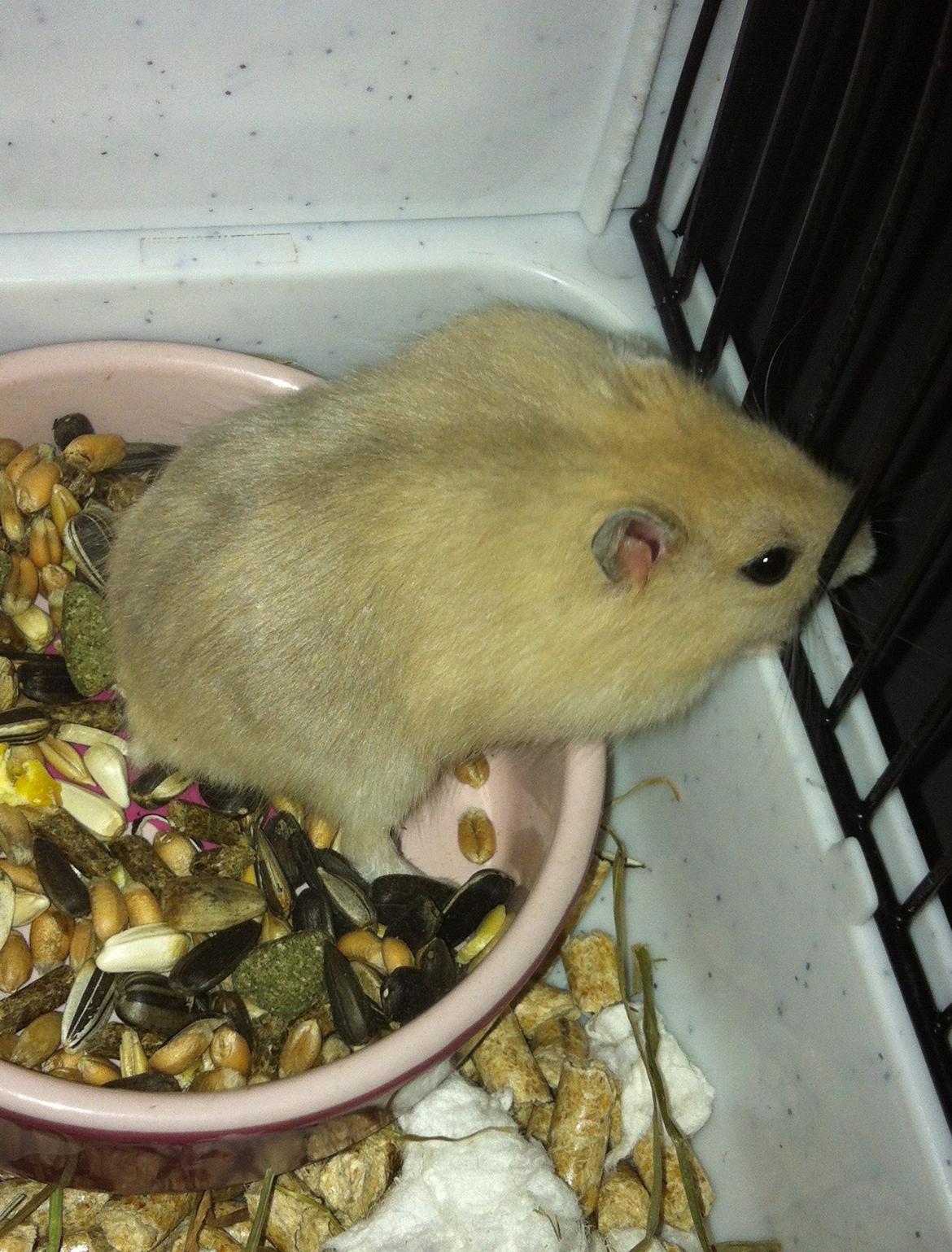 Dværghamster Michael 'Jackson' billede 10