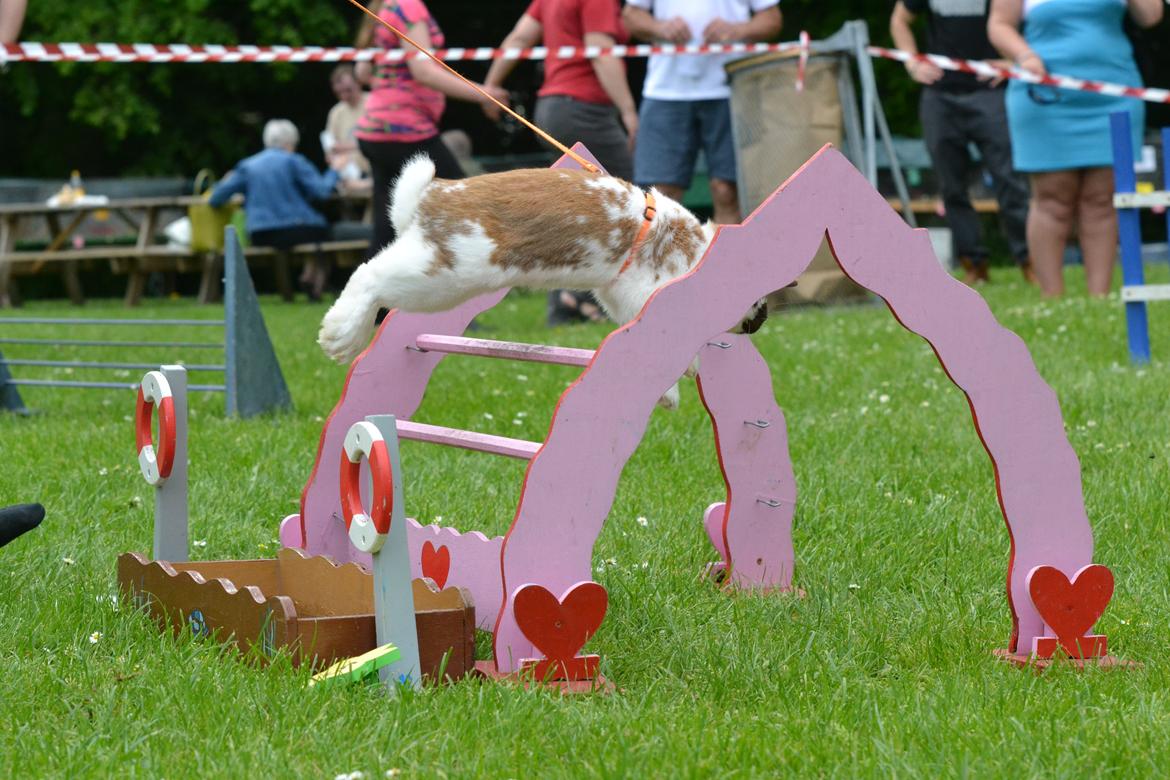Kanin Hønsehusets Prazo Wabanaki billede 14