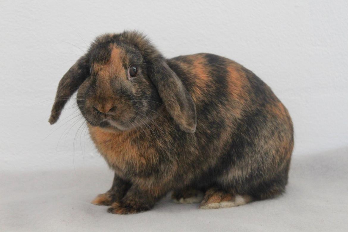 Kanin MaPos De La Manifik billede 1