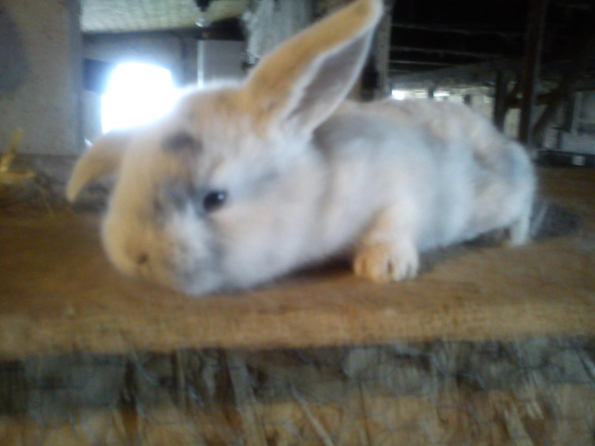 Kanin LA's Kato billede 15