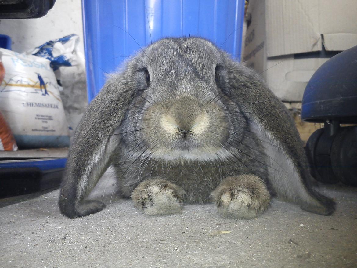 Kanin Ninen billede 1