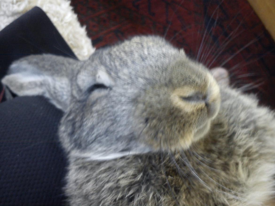 Kanin Ninen billede 2