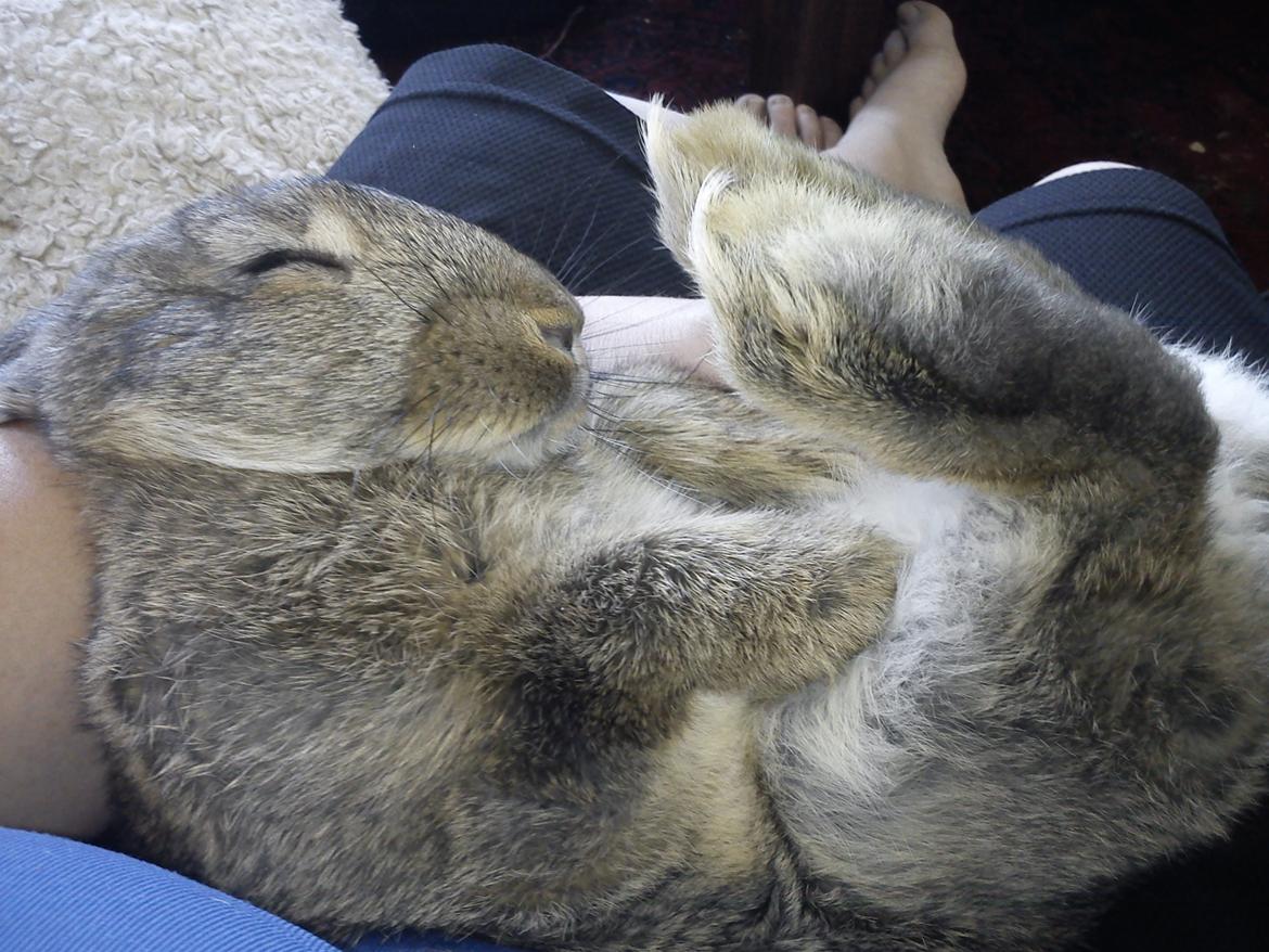 Kanin Ninen billede 3