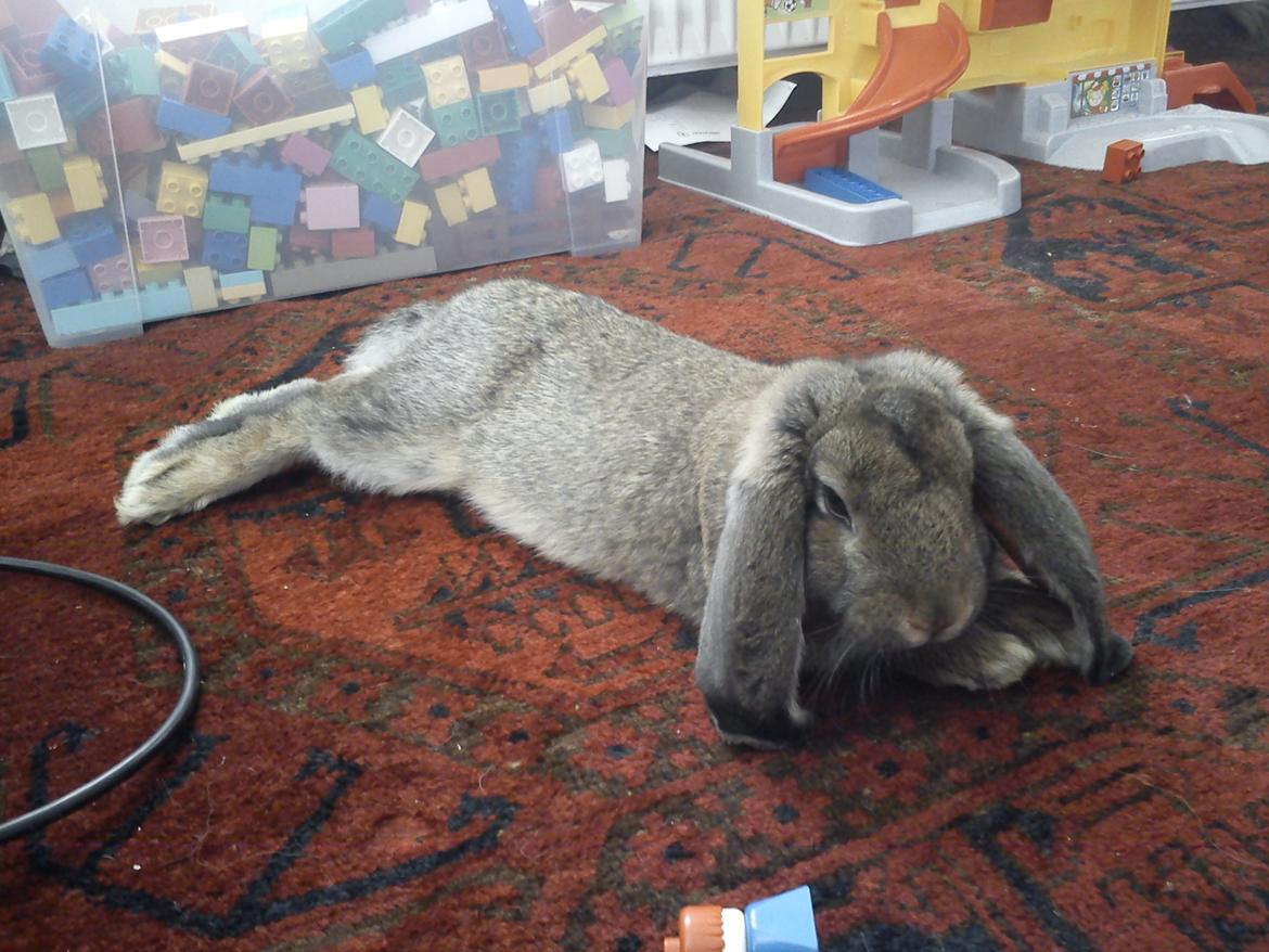 Kanin Ninen billede 4