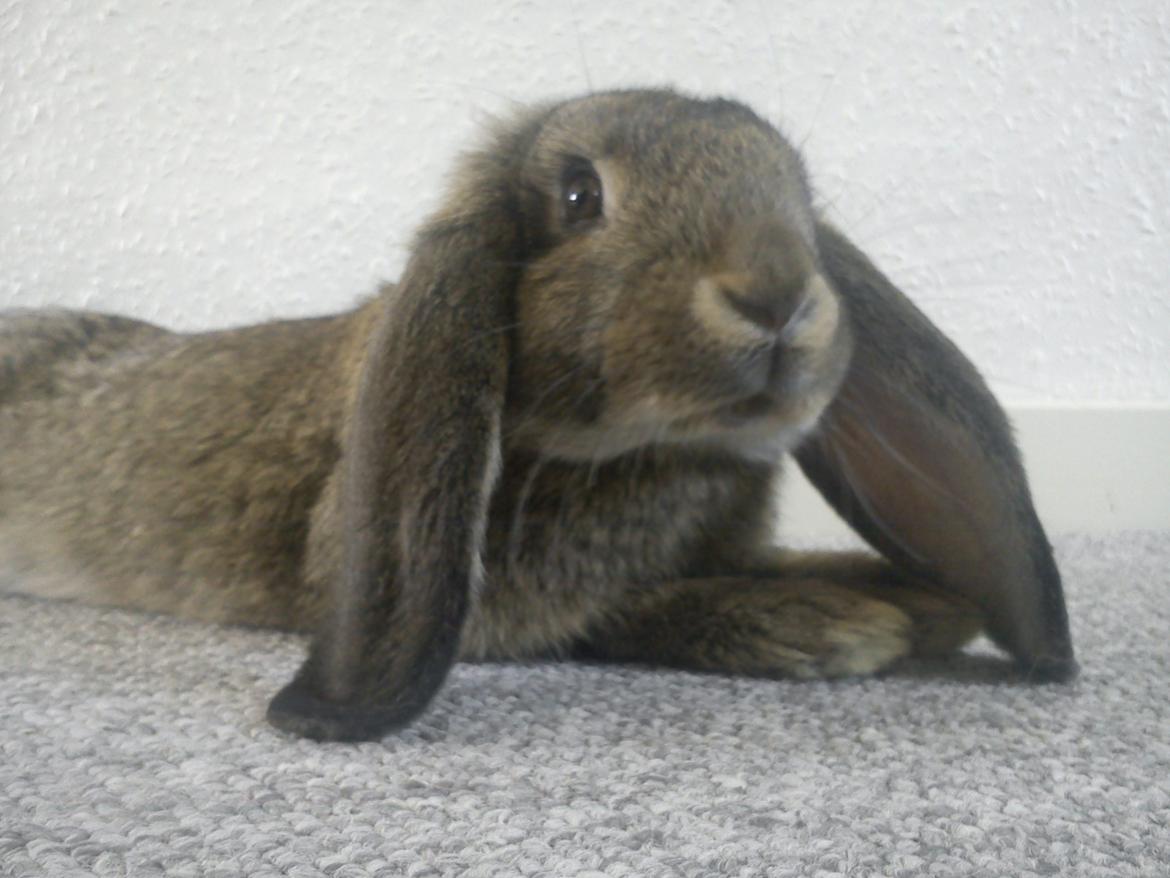 Kanin Ninen billede 5