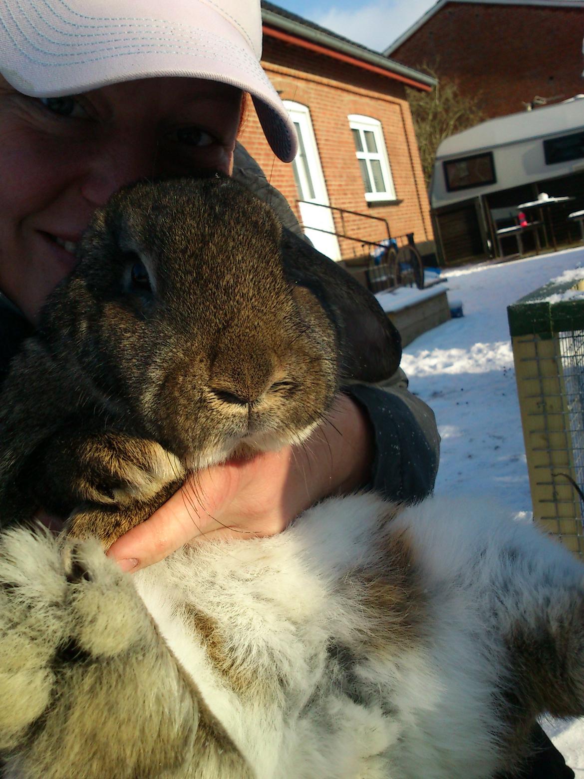 Kanin Ninen billede 7