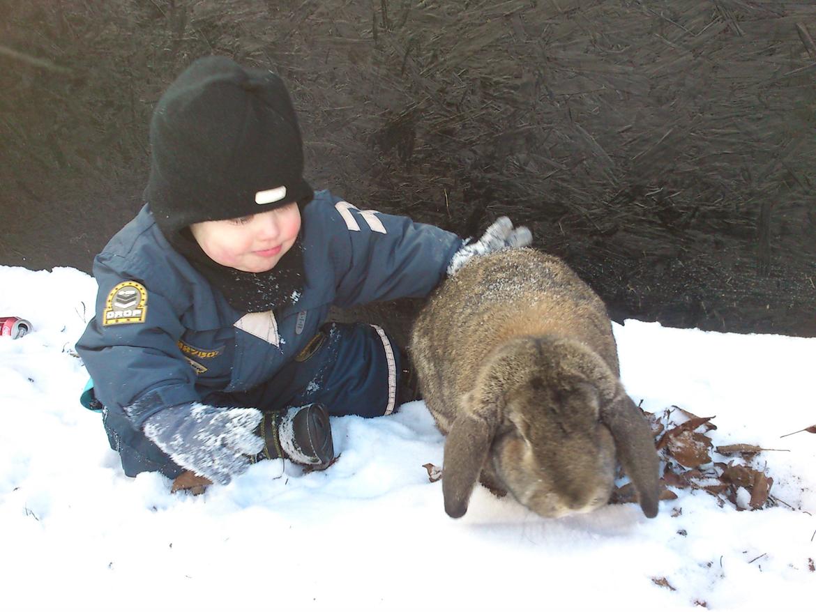 Kanin Ninen billede 8