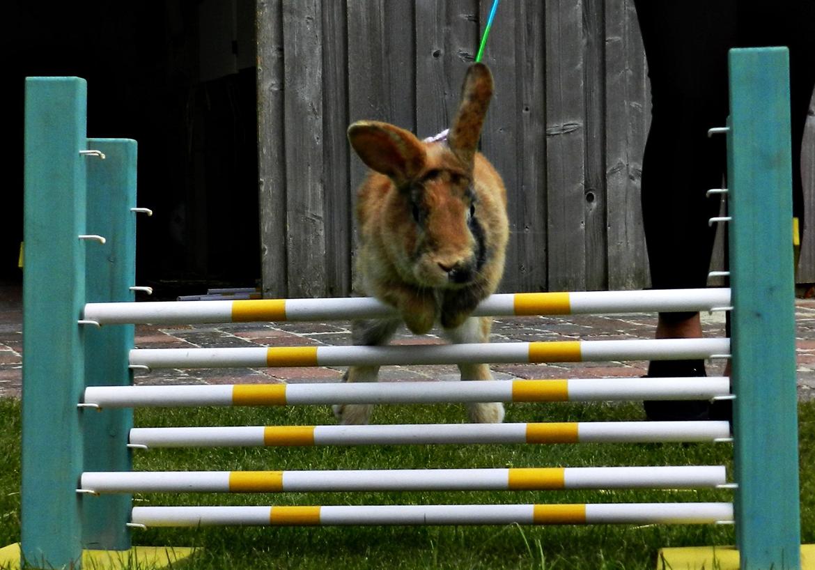 Kanin Anijo´s Silke - Silke rykker sig rigtig meget inden for hop nu :D billede 11