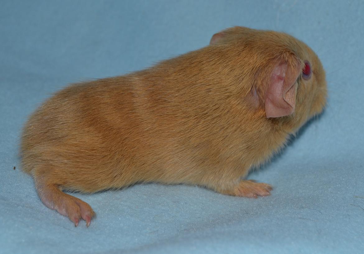 Marsvin Rakkaus Kali billede 6