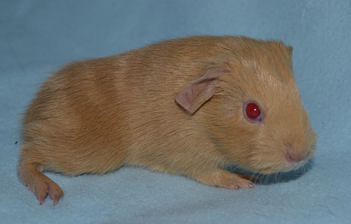 Marsvin Rakkaus Kali billede 5