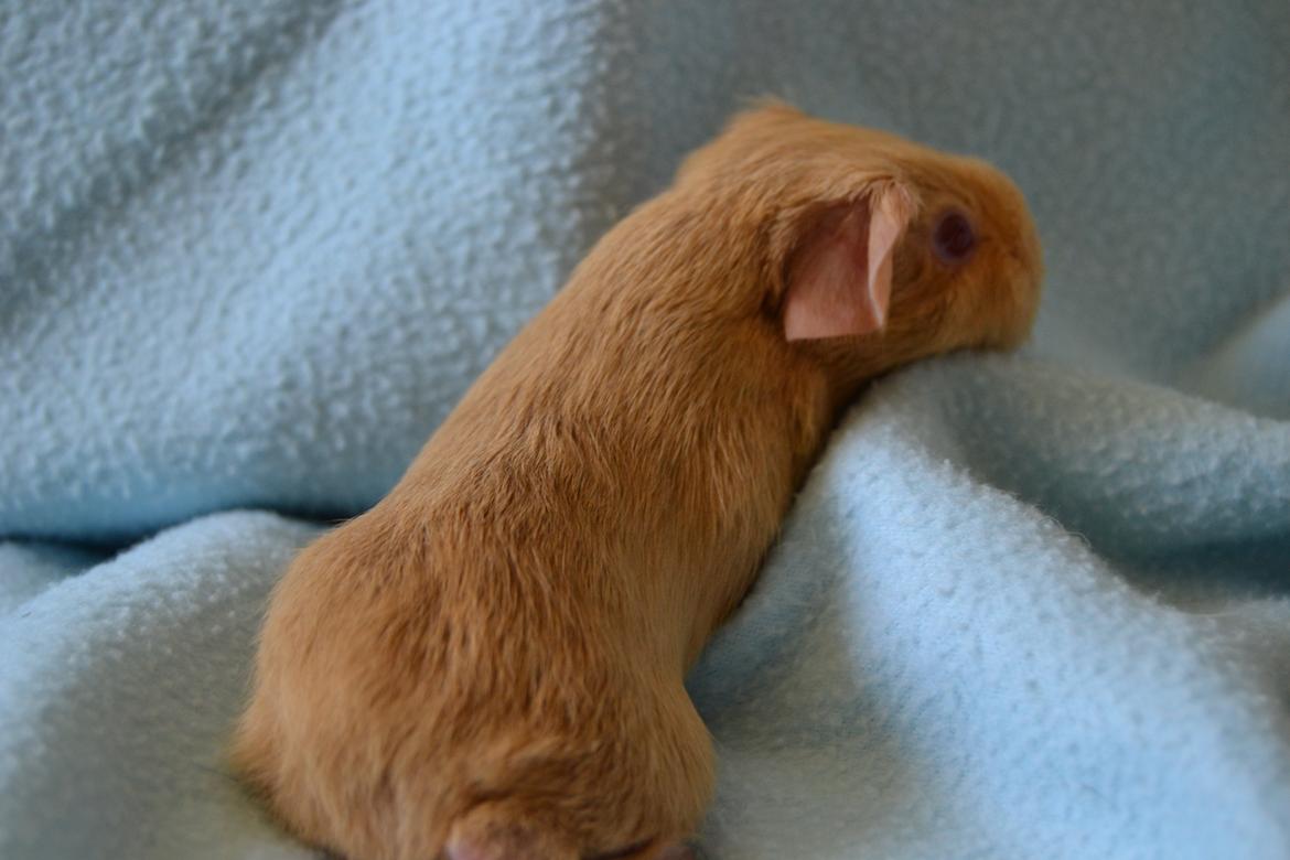 Marsvin Rakkaus Kali billede 7