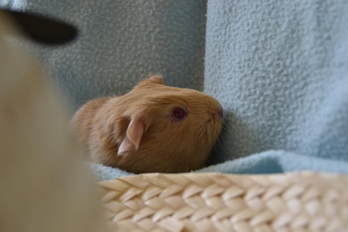 Marsvin Rakkaus Kali billede 4