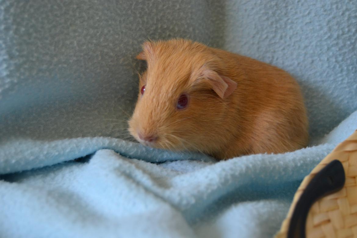 Marsvin Rakkaus Kali billede 8