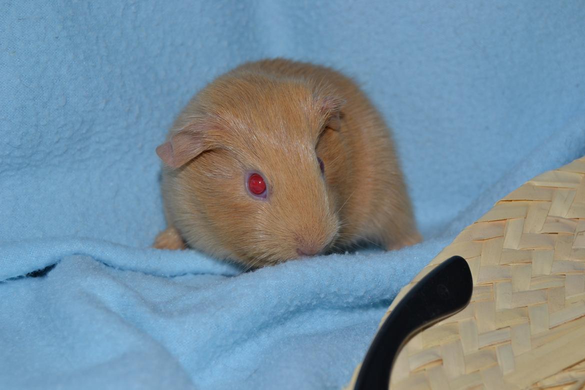 Marsvin Rakkaus Kali billede 9