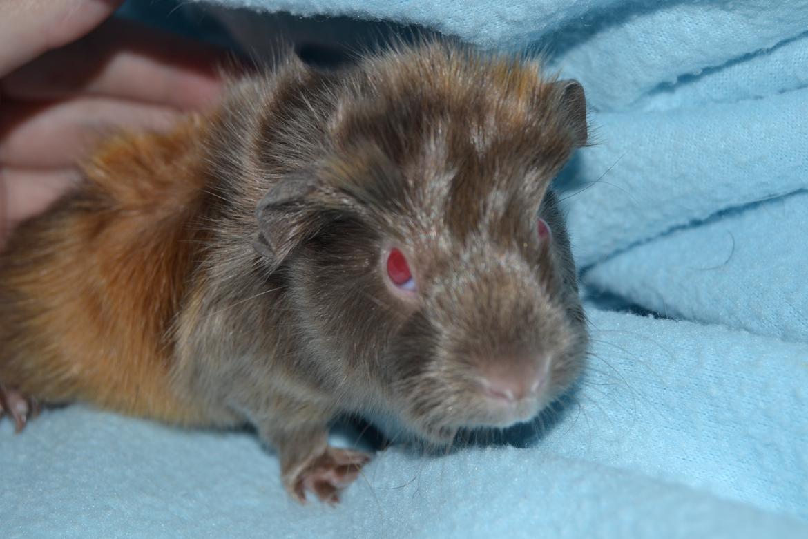 Marsvin Rakkaus Hefaistos billede 1